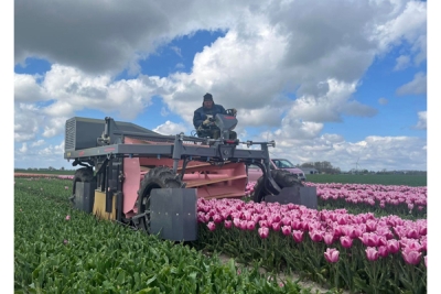 Excursie hyper modern bollenbedrijf 2024 2025